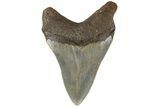 Serrated, Fossil Megalodon Tooth - North Carolina #183343-1